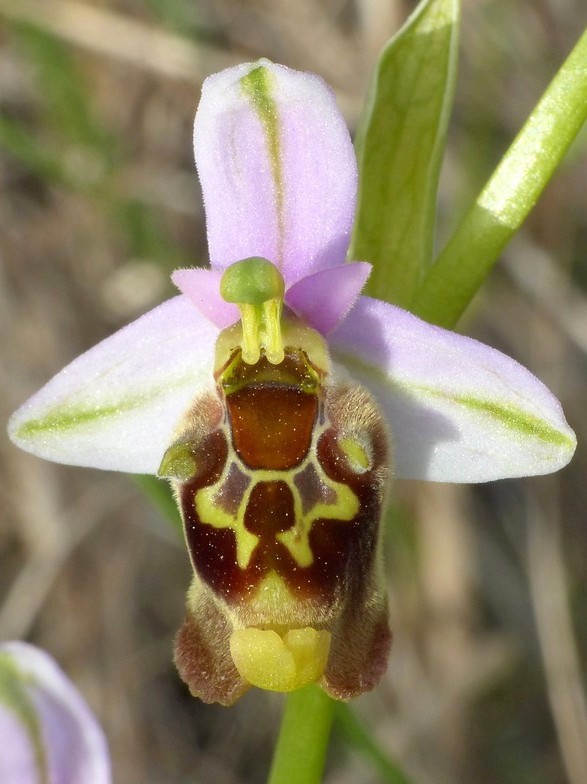 Ophrys cretica, Ophrys episcopalis  Creta aprile 2016